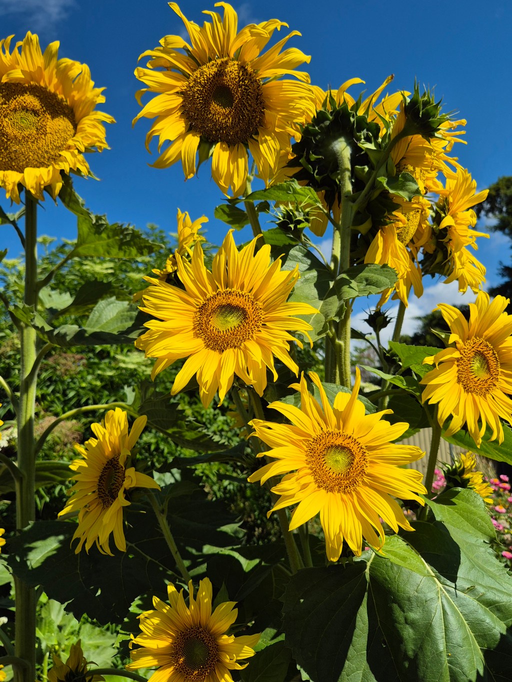 Seasonal Success with Growing Sunflowers at long&nbsp;last!